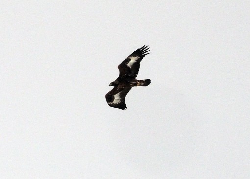 A big eagle in Valtellina_LOW